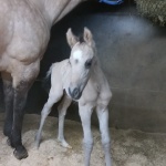 "Hatari" - out of PD Roca FIlly (Owned by Samantha Kabela)